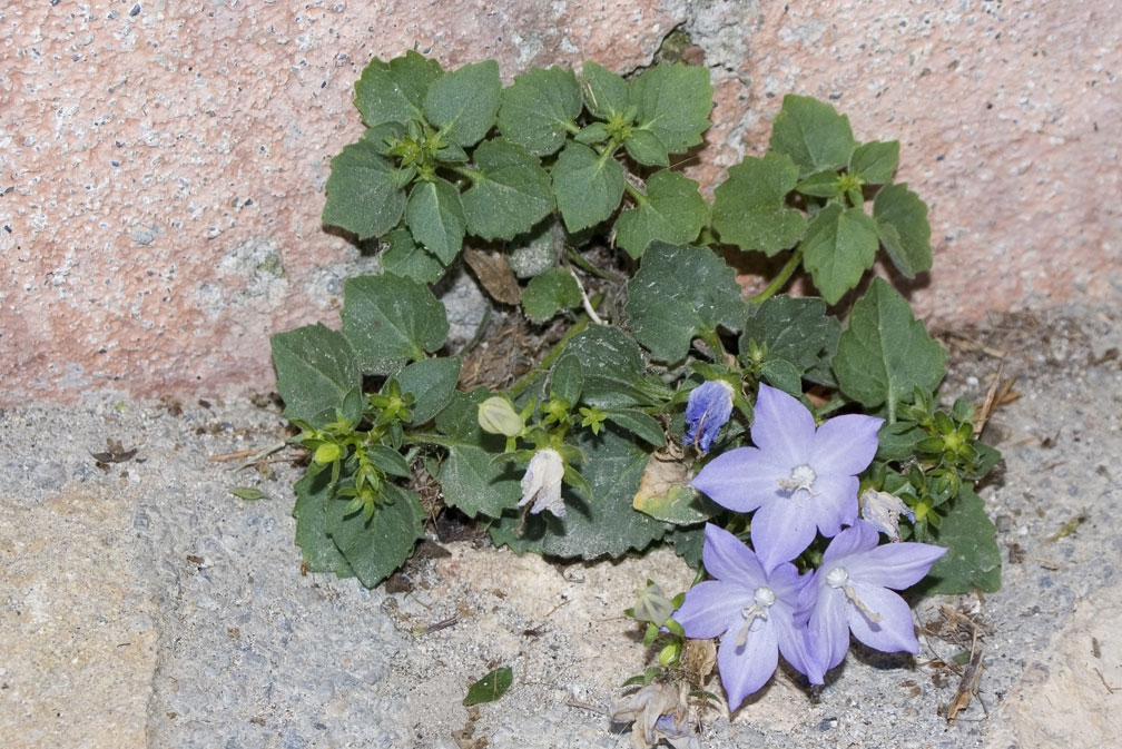 Campanula isophylla / Campanula di Capo Noli
